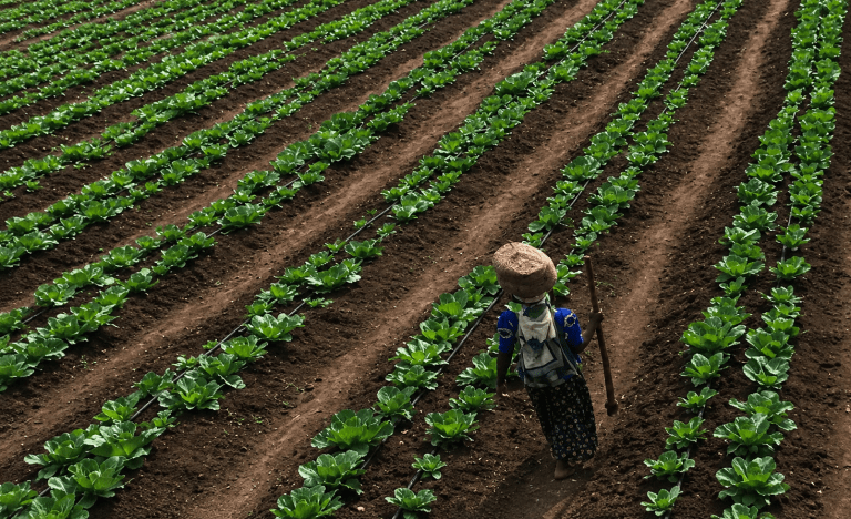 Mwiri irrigation Project